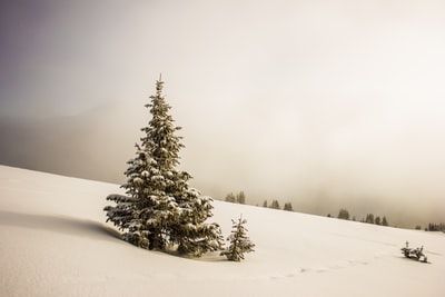 雪原环绕的松树